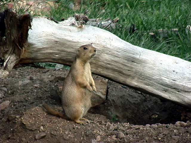 Gopher