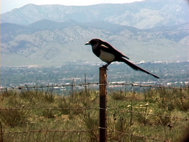 Magpie