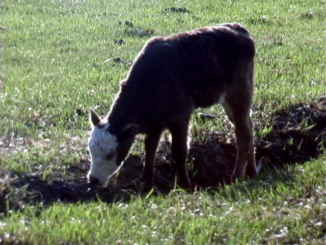 calf