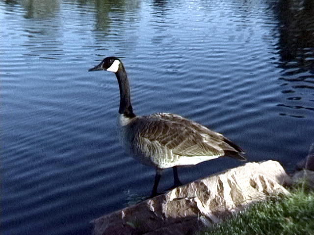 goose